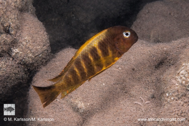 Tropheus brichardi 'Moyobozi (South)'